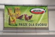 Pasze dla kur niosek