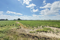 Działki budowlane - Cielce, gm. Warta